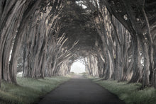 Carica l'immagine nel visualizzatore di Gallery, Wallà_Road to peace